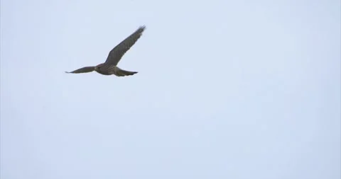 Red kestrel flying Stock Footage 281085793