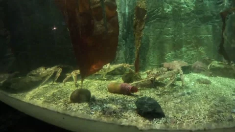 Red king crabs crawling under kelp in Polaria aquarium tank Tromso Stock Footage 341429321