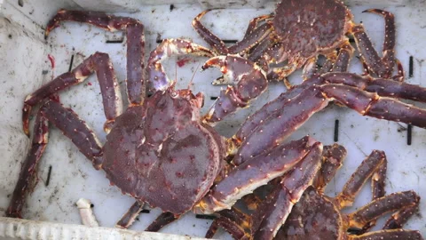 Red king crabs the on deck of old Stock Video Pond5