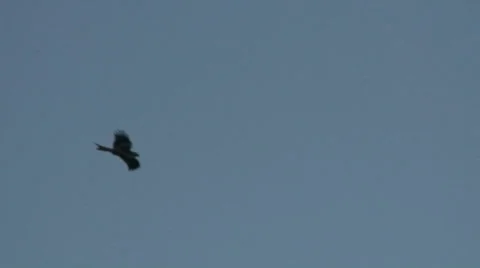 Red kite 1 Stock Footage 34318679