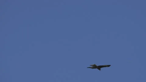 A red kite in the air Stock-Footage 152971055