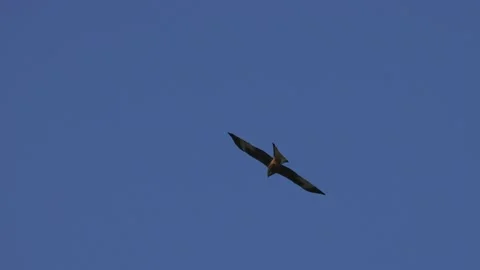 A red kite in the air Stock Footage 152971083