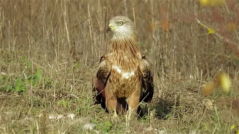Red kite are waiting, red kite and prey, kite looking for Video stock 84316415