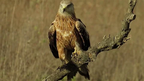 Red kite are waiting, red kite and prey, kite looking for, kite slow motion, Stock Footage 84317068