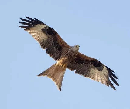 Red Kite - Bird In Flight Stock Photos