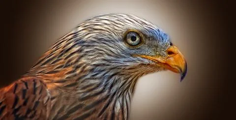 Red kite bird Stock Photos