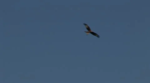A Red Kite Bird of Prey in Flight Video stock 49703818