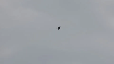 Red Kite Bird of Prey Flying in Overcast Sky 4K 60p Stock Footage 334324995