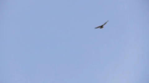 Red Kite in the blue sky Stock Footage 335587251