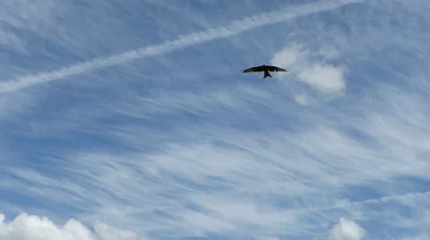 Red Kite Circles, Gliding then Flaps Wings Stock Footage 41454652