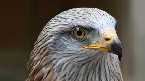 Red Kite Close-up Video stock 58403909