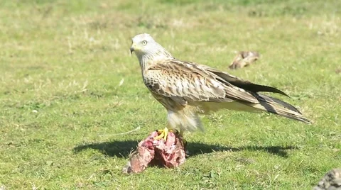 Red kite feeding outdoors Stock Footage 49022815