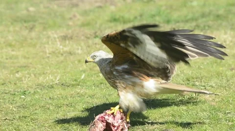 Red kite feeding outdoors Stock Footage 49024313