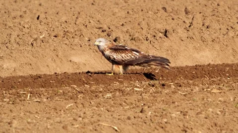 Red Kite on Field – Taking Off 4K Cinematic Wildlife Stock-Footage 320189216