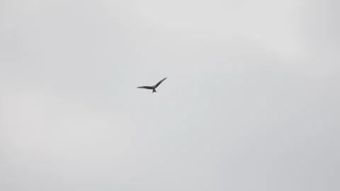 Red kite in flight against overcast sky with antenna in background. 4K 60fps. Vídeos de archivo 334256246