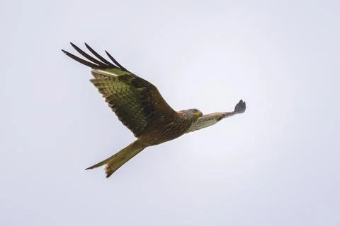 A Red Kite in flight on a cloudy day Stock Photos