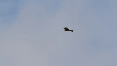 Red Kite in Flight Stockbeeldmateriaal 125771213