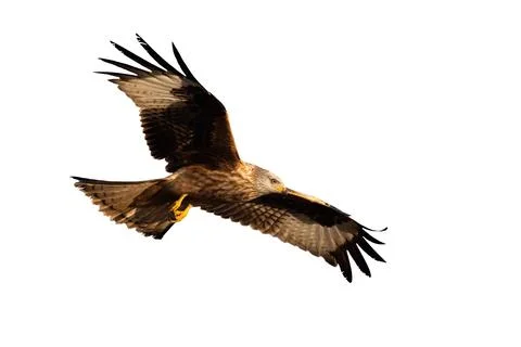Red kite in flight with open wings with space for text Stock Photos