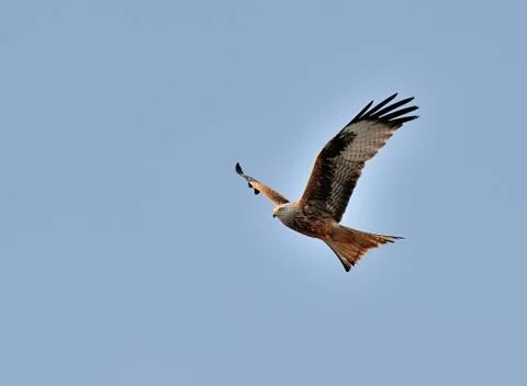 Red kite in flight Stock Photos
