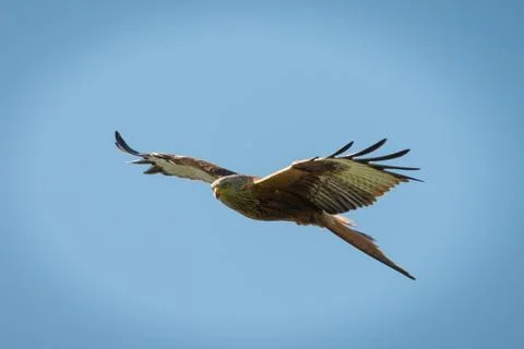Red kite in flight Stock Photos