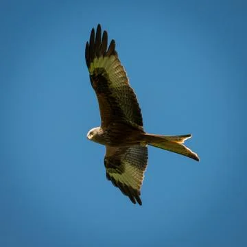 Red kite in flight Stock Photos