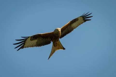 Red kite in flight Stock Photos