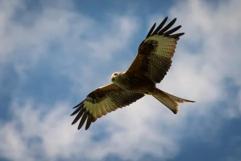 Red kite in flight Stock Photos