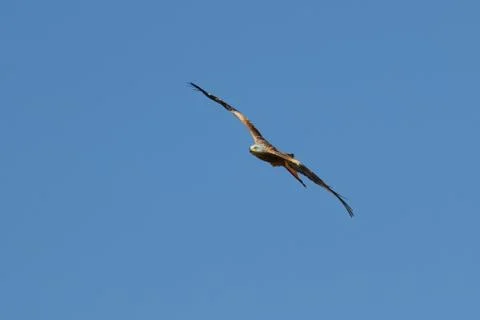 Red Kite in flight Stock Photos