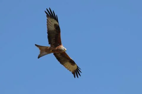 Red Kite in flight Stock Photos