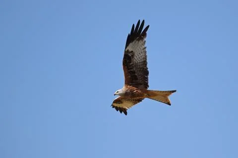 Red Kite in flight Stock Photos