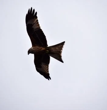 Red Kite in flight Stock Photos