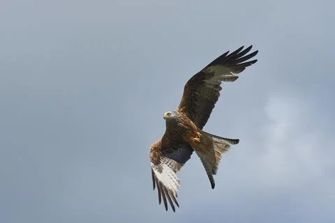 Red Kite in flight Stock Photos