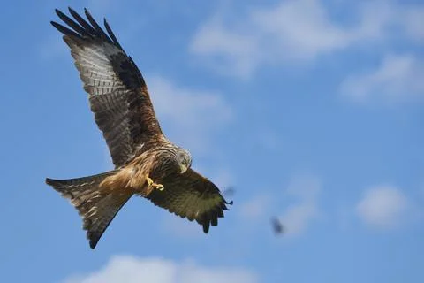 Red Kite in flight Stock Photos