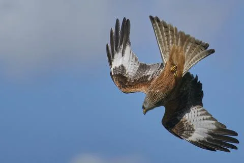 Red Kite in flight Stock Photos