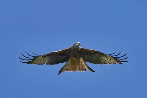 Red Kite in flight Stock Photos