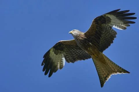 Red Kite in flight Stock Photos