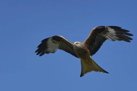 Red Kite in flight Stock Photos
