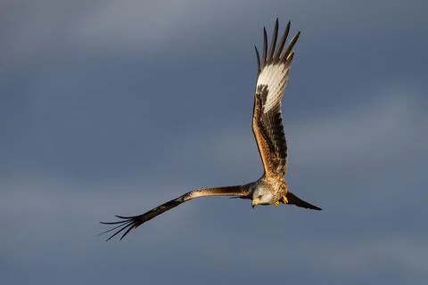 Red kite flying in clouds in springime with copy space Stock Photos