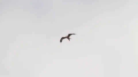 Red Kite Flying Stockbeeldmateriaal 125780751