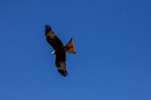 Red kite flying high above in the sky. Stock Photos