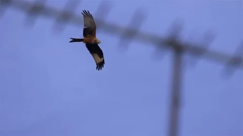Red Kite flying over TV Aerial Stock-Footage 71787504