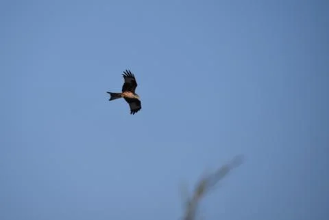 A Red Kite Flying Stock Photos