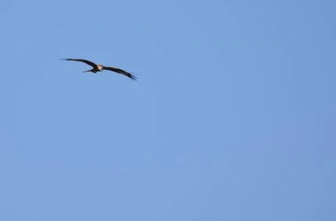 Red Kite flying Stock Photos