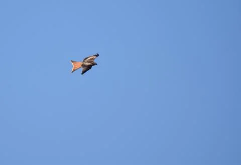 A Red Kite Flying Stock Photos
