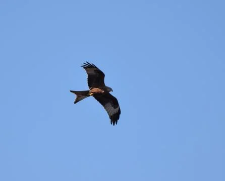 A Red Kite Flying Stock Photos