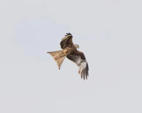 Red Kite Flying Stock Photos