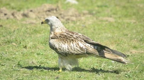 Red kite Stock Footage 49022715