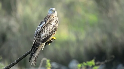 Red kite Stock Footage 88756982