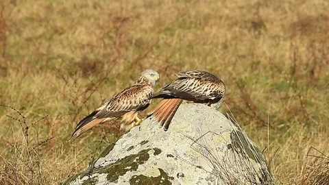 Red kite Stock Footage 101015142
