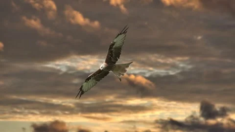 Red kite glides gracefully across dramatic sunset sky slow motion shot Stock Footage 340861387